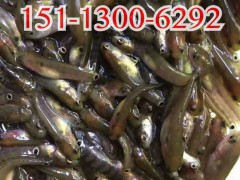凱澤水產(chǎn)出售廣東湛江埃及魚苗批發(fā)，各種優(yōu)質(zhì)水產(chǎn)種苗
