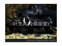 觀賞魚養(yǎng)殖場批發(fā)熱帶淡水觀賞魚、象鼻魚