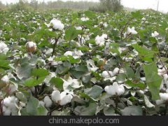 2014專治蔬菜灰霉病 立信一桶天下 平均增產(chǎn)20%