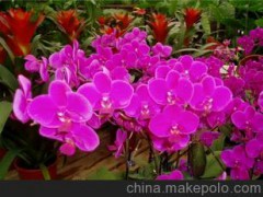 大量供應(yīng)鮮花 濟(jì)南柳泉鮮花速遞蝴蝶蘭
