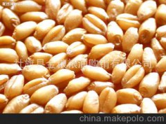 社旗縣金糧糧油購銷有限公司批發(fā)高質(zhì)量冬小麥