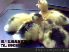 供應(yīng)天府麻肉鴨，花邊鴨