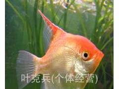 觀賞魚養(yǎng)殖場批發(fā)熱帶淡水觀賞魚神仙魚