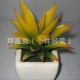 供應(yīng)仿真綠色植物盆景，工藝塑料盆景，大號(hào)盆景盆栽