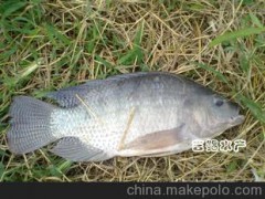 吉鯧水產(chǎn) 全雄奧尼羅非魚種苗（奧尼羅非魚苗）雄性羅非魚魚苗