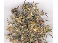 安國中藥材中草藥中藥植物原藥材批發(fā)蒲公英