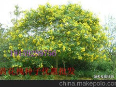 廣西省綠化工程專用灌木種子  綠化工程專用樹木種子