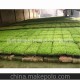 供應(yīng)一年四季栽培香椿種苗