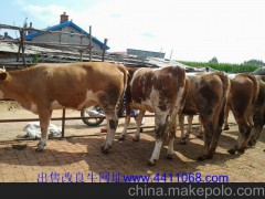 三河育肥牛養(yǎng)殖場