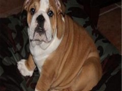 昌吉回族自治州木壘哈薩克自治獵犬.土耳其曼犬.杜高犬現(xiàn)代化養(yǎng)