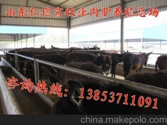 供應(yīng)河北三河波爾山羊種羊養(yǎng)殖場