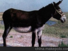吉林延邊肉驢養(yǎng)殖場