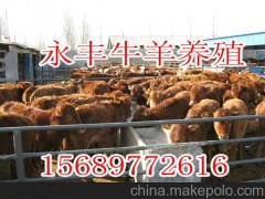 三河小尾寒羊現(xiàn)有2000只便宜出售