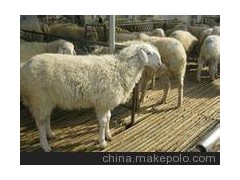 吉林延邊小尾寒羊養(yǎng)殖場