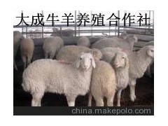 延邊小尾寒羊種羊養(yǎng)殖場