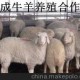 延邊小尾寒羊種羊養(yǎng)殖場