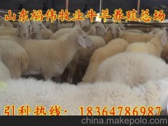 供應(yīng)三河波爾山羊孕羊價(jià)格