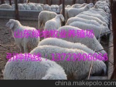 延邊養(yǎng)羊利潤  養(yǎng)殖視頻