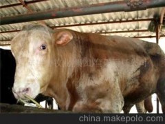 品種肉牛,改良品種牛,魯西黃牛,魯西菜牛