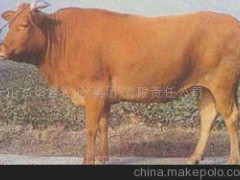 魯西菜牛