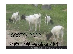 延邊延吉賣羊的地方