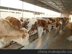魯西菜牛 魯西黃牛西門塔爾牛 改良牛華魯牧業(yè)牛