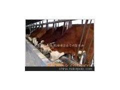 華魯牧業(yè)魯西黃牛，改良菜牛，山東肉牛，小黃牛犢