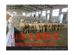 延邊波爾山羊小尾寒羊種羊養(yǎng)殖場