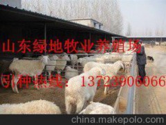 延邊發(fā)酵床養(yǎng)羊 養(yǎng)羊前景