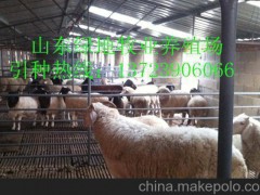 延邊大型肉羊養(yǎng)殖場(chǎng)  養(yǎng)羊飼料