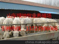 延邊養(yǎng)羊技術(shù)  養(yǎng)羊視頻