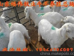 供應(yīng)延邊雜交波爾山羊羊苗價(jià)格