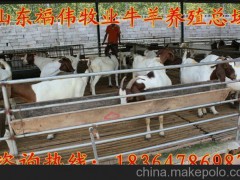 供應(yīng)延邊懷孕波爾山羊母羊價(jià)格