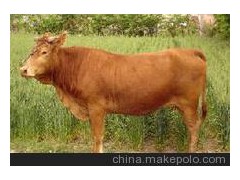 供應(yīng)安格斯牛