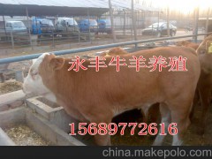 延邊 小尾寒羊大量出售量大從優(yōu)