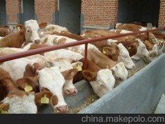 西門塔爾牛   夏洛萊牛     利木贊牛 改良肉牛 安格斯牛