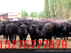 安格斯牛價(jià)格 安格斯牛養(yǎng)殖場(chǎng)