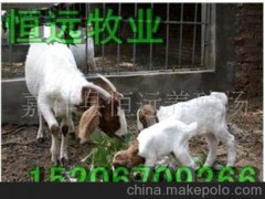 西門塔爾牛、夏洛萊牛、利木贊牛、架子牛