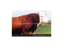 西門(mén)塔爾牛、安格斯牛、肉牛犢