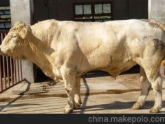 常年供應(yīng)優(yōu)質(zhì)肉牛 夏洛萊牛