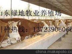 萊蕪供應(yīng)福特牛  安格斯牛  西門塔爾牛