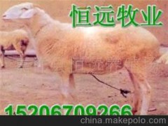 青山羊白山羊西門塔爾牛夏洛萊牛利木贊牛