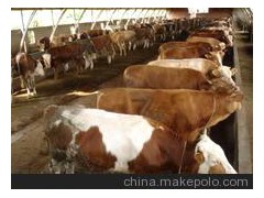 供應(yīng)肉牛 西門塔爾牛 利木贊牛