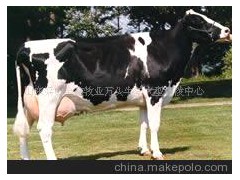 高產(chǎn)奶牛、海福特牛