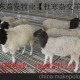 焦作市出售（西門塔爾牛，夏洛萊牛）地方