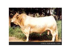 肉用牛西門(mén)塔爾牛、利木贊牛、夏洛萊牛、海福特牛