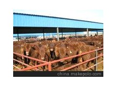 種牛黑牛改良肉牛海福特牛小牛犢