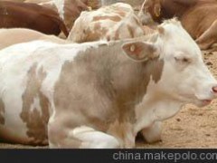 畜牧養(yǎng)殖業(yè)供應(yīng)黃河牦牛