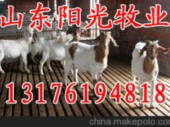 供應(yīng)山東陽光牧業(yè)育肥羊、海福特牛、波爾山羊