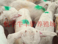 通許縣出售（西門塔爾牛，夏洛萊牛）地方